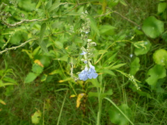Salvia pallida