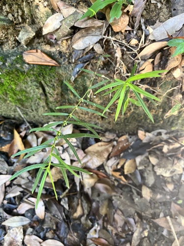 Scleromitrion tenelliflorum observed 2026-08-16