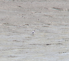 Saundersilarus saundersi