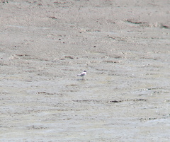 Saundersilarus saundersi