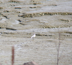 Saundersilarus saundersi