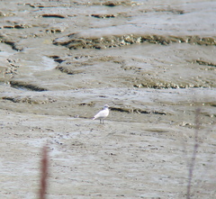 Saundersilarus saundersi