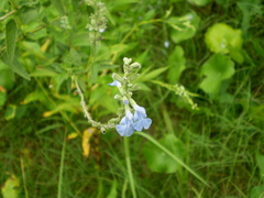 Salvia pallida