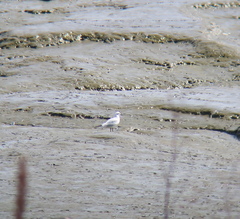 Saundersilarus saundersi