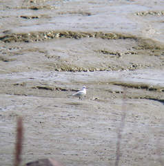 Saundersilarus saundersi