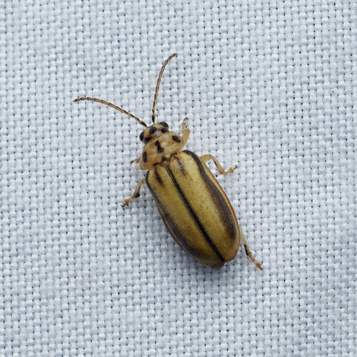 Elm leaf beetle