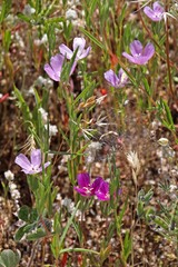 Clarkia gracilis