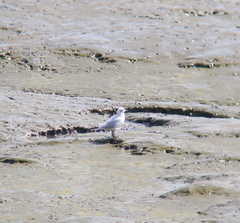 Saundersilarus saundersi