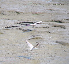 Saundersilarus saundersi