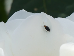 Luperomorpha xanthodera