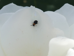 Luperomorpha xanthodera