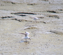 Saundersilarus saundersi