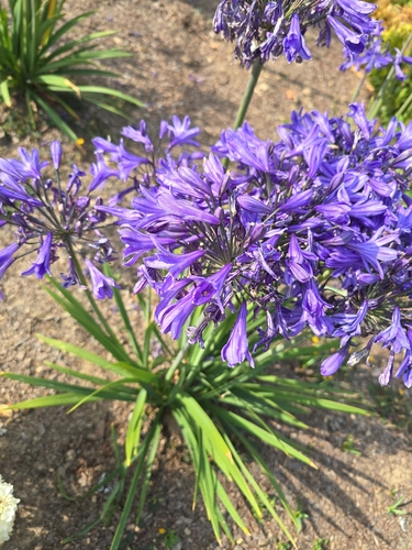 blue lily