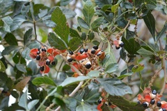 Paullinia fuscescens