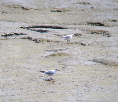 Saundersilarus saundersi