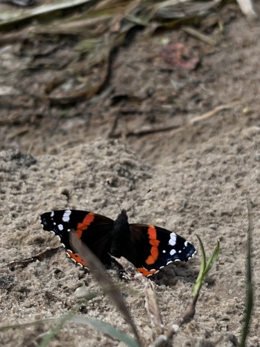 Red Admiral