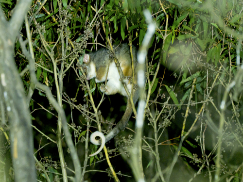 Eastern Ring-tailed Possum