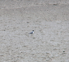 Saundersilarus saundersi