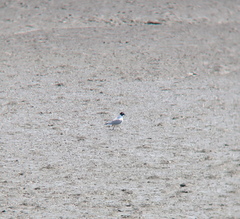 Saundersilarus saundersi