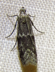 Eurythmia angulella
