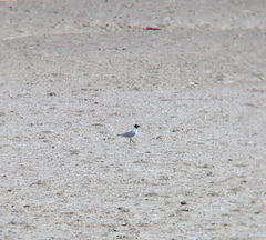 Saundersilarus saundersi