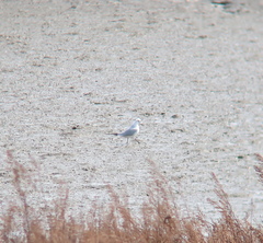 Saundersilarus saundersi