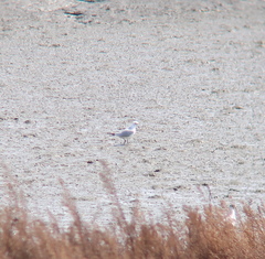 Saundersilarus saundersi