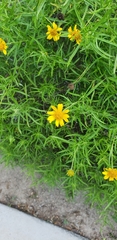 Sidneya
