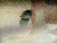 Lacon punctatus