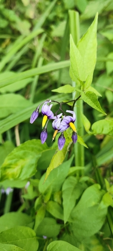bittersweet nightshade