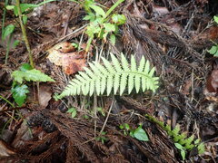 Phegopteris decursive-pinnata