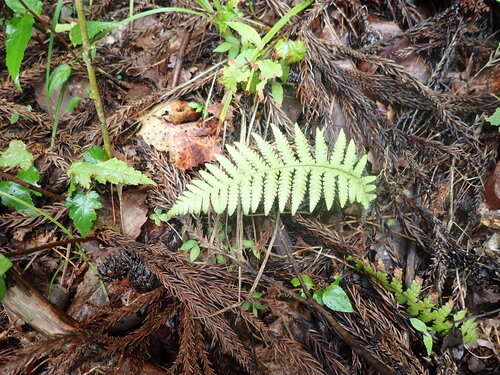 Phegopteris decursive-pinnata, photograph 2
