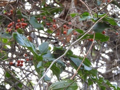 Smilax domingensis