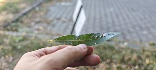 Willow Bead Gall Mite