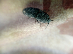 Lacon punctatus