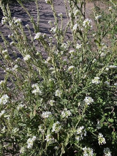 hoary alyssum