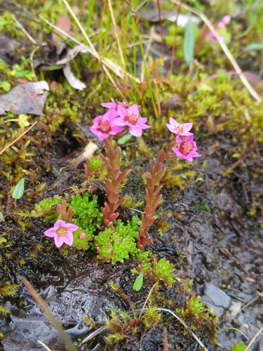 Sedum villosum, photograph 2