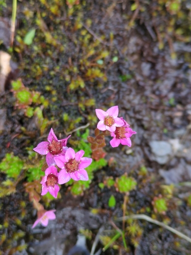 Sedum villosum, photograph 3