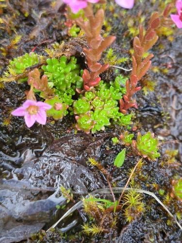 Sedum villosum, photograph 4