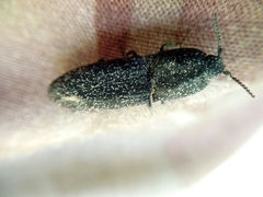 Lacon punctatus