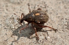 Rhinoncus leucostigma