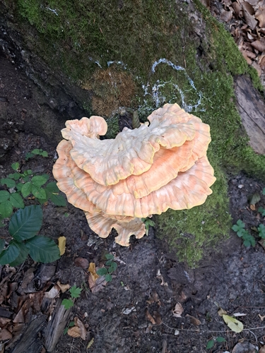 chicken of the woods