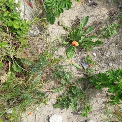 Papaver dubium lecoqii