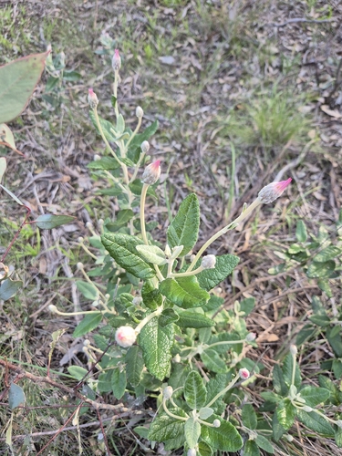 Velvet Daisy-bush