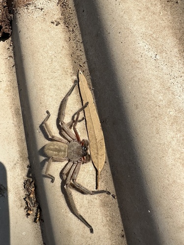 Social Huntsman Spider