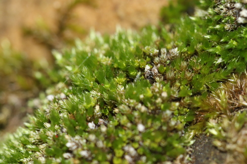 Gemmabryum dichotomum observed 2026-08-15