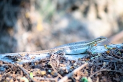 Sceloporus variabilis marmoratus