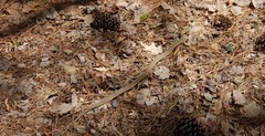 Thamnophis sirtalis sirtalis