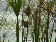 Rusty-Collared Seedeater photo 5