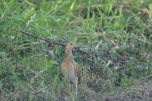 iNaturalist image